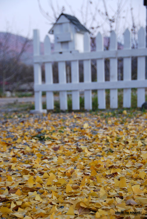 하리하우스 방부목 우체통과 울타리 추경(秋景) 