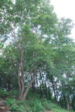 학강산 자작나무