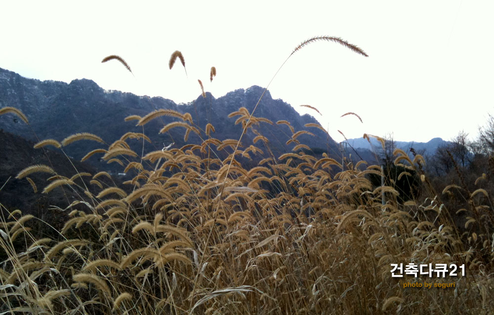 충북 단양의 명산 금수산 용바위봉과 강아지풀 